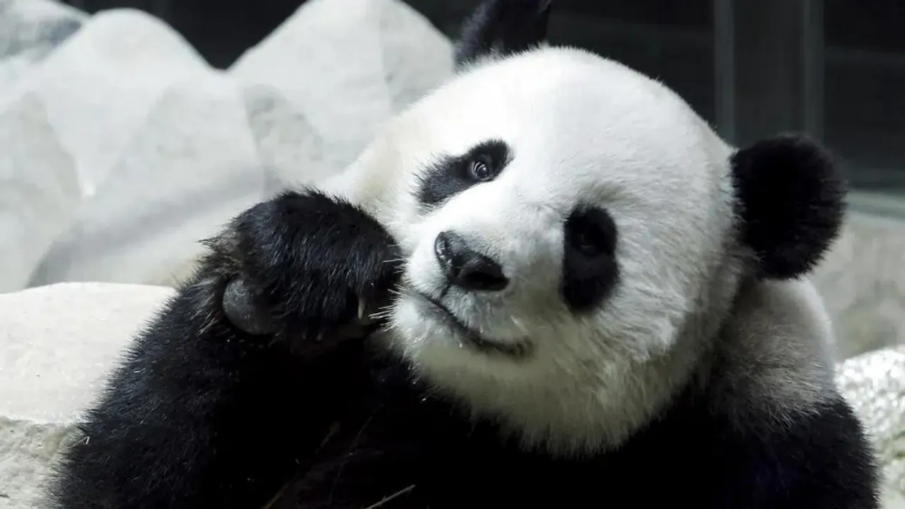  Lin Hui, a female Panda has died in Thailand Photograph:(AP) 