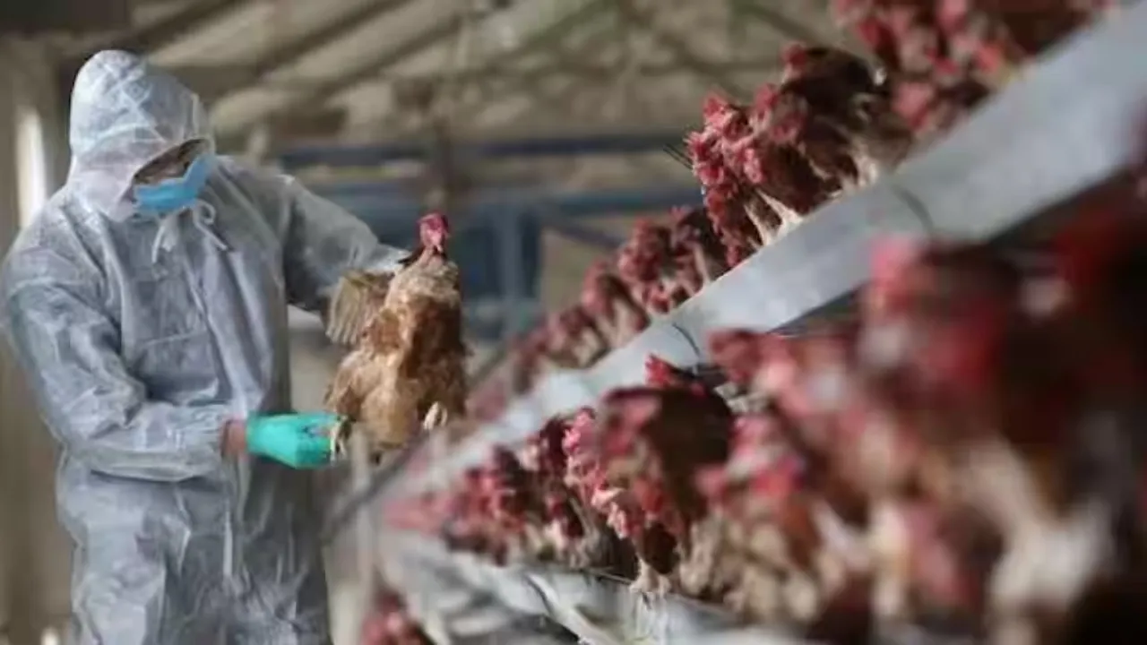  Bird flu Photograph:(Reuters) 