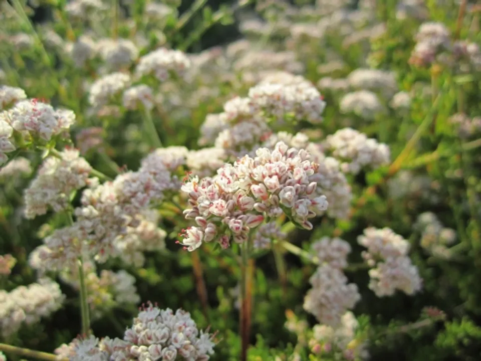  California Buckwheat, a plant used for detoxifying the soil Photograph:(X) 