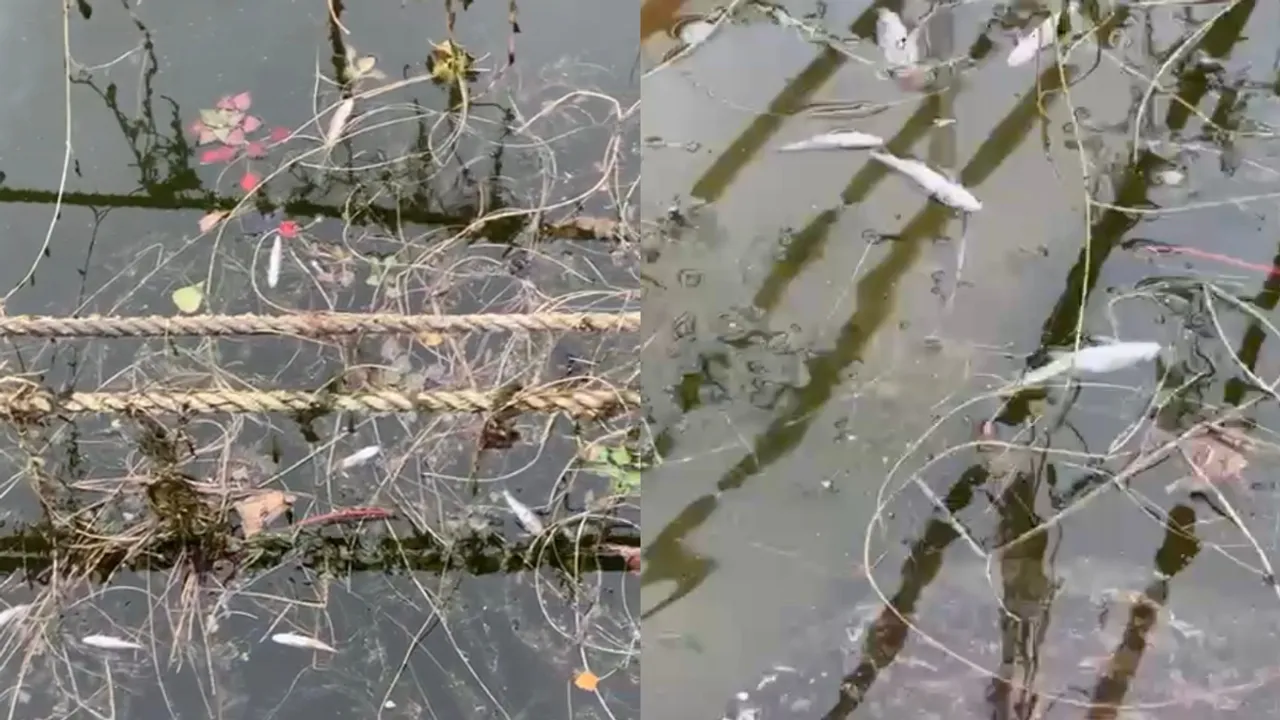  Dal lake dead fish Photograph:(WION Web Team) 