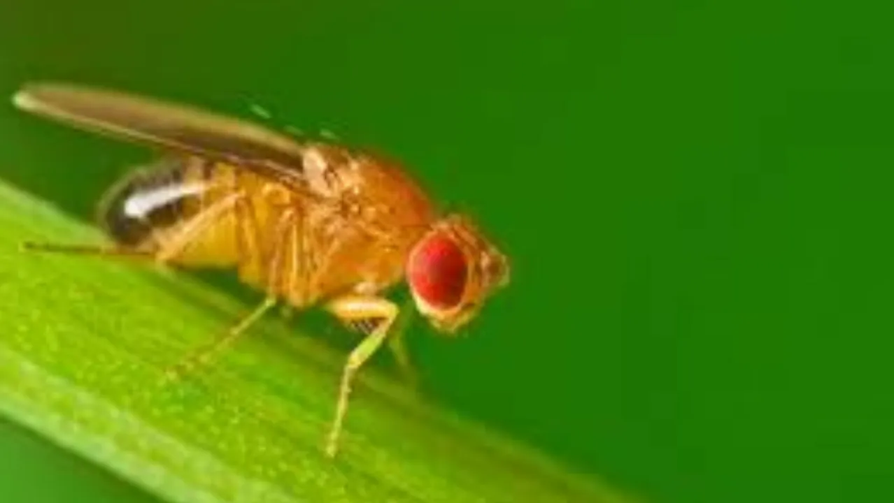  Fruit fly  Photograph:(X) 