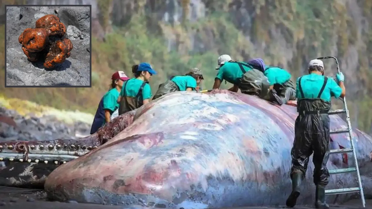  Sperm whale Photograph:(Others) 
