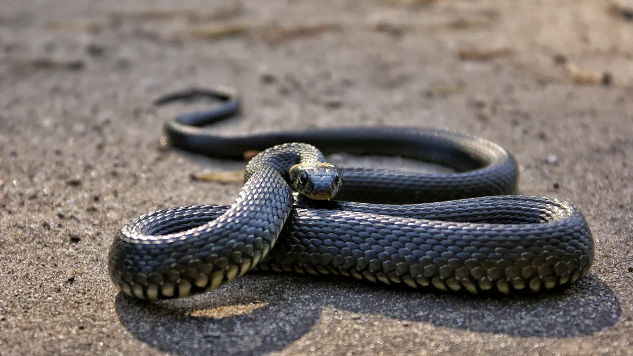  snake season in australia Photograph:(Others) 