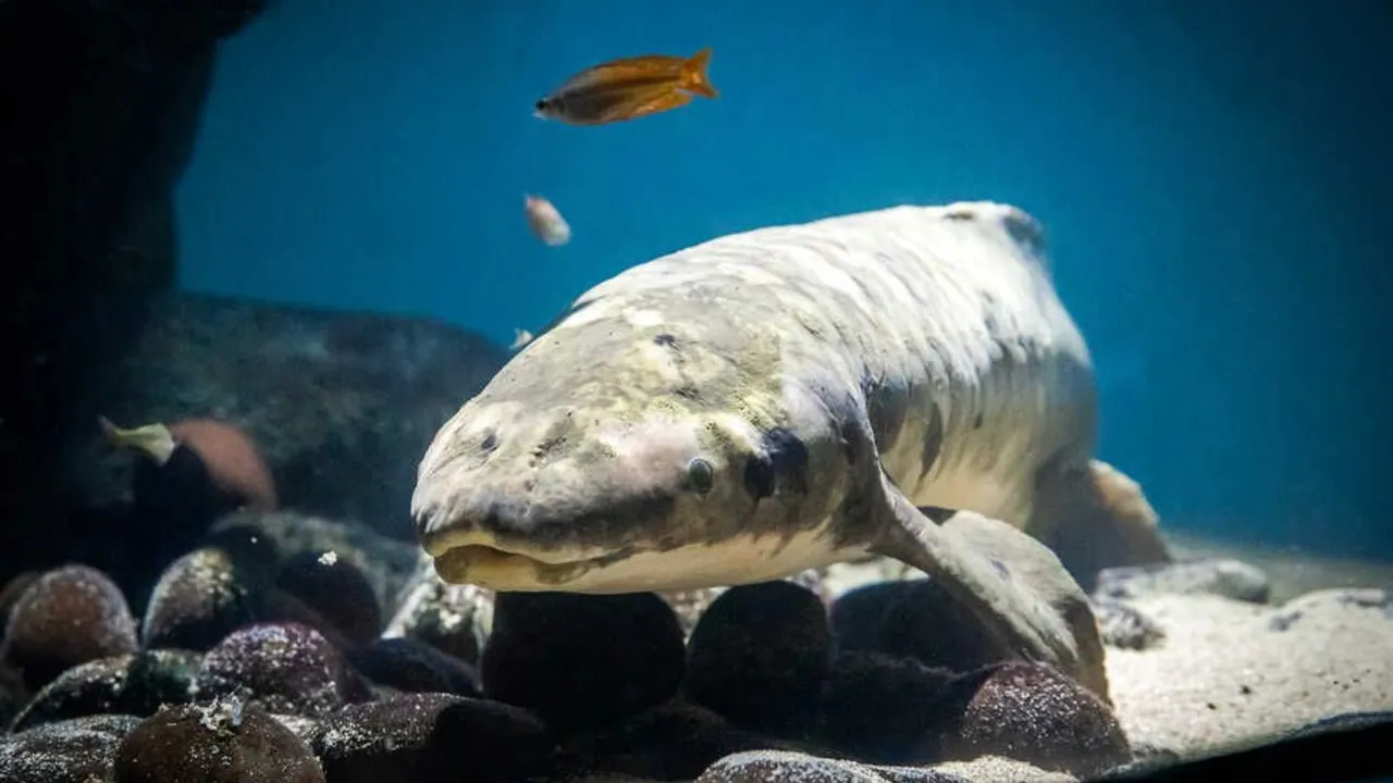  The Australian lungfish "Methuselah" in her tank at Steinhart Aquarium in California. Photograph:(X) 