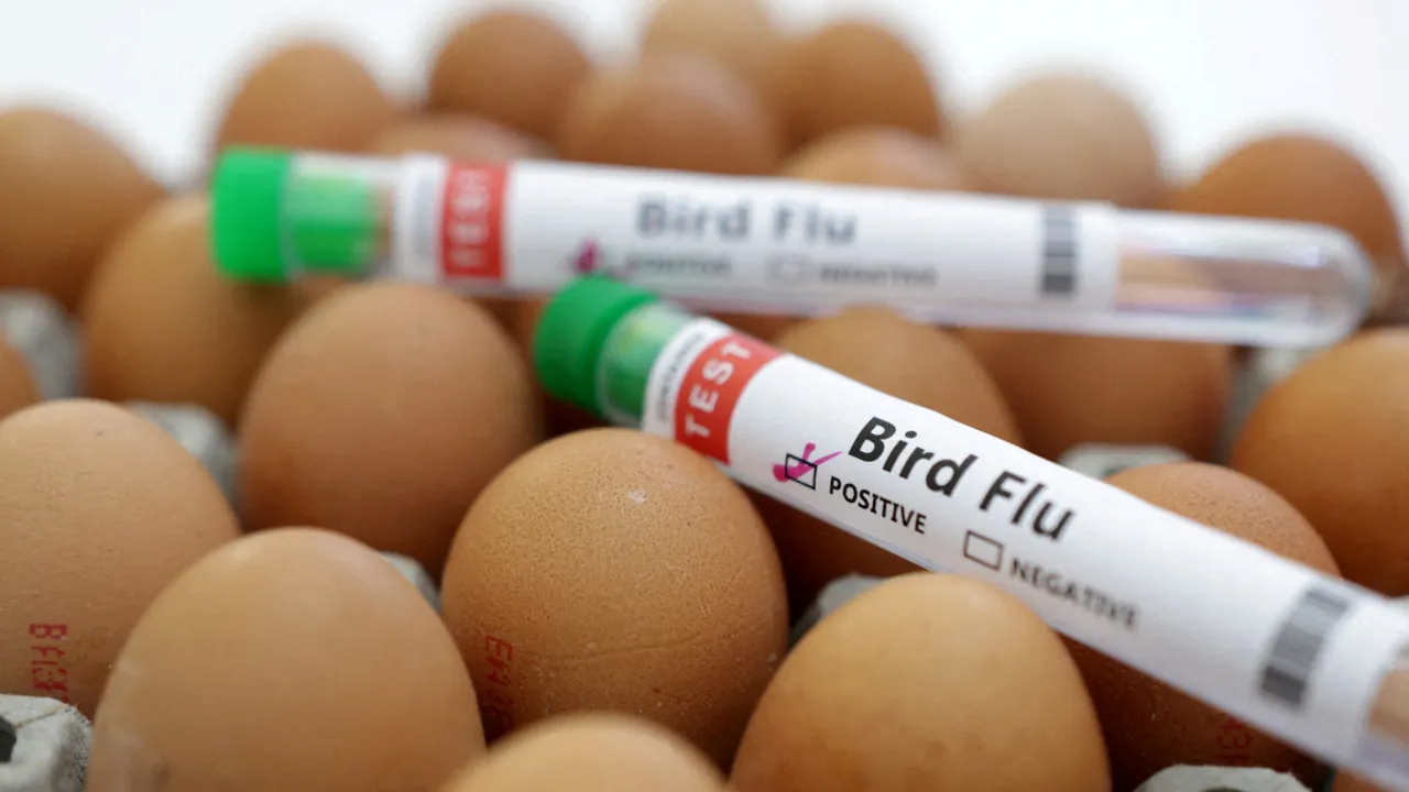  Bird flu Photograph:(Reuters) 
