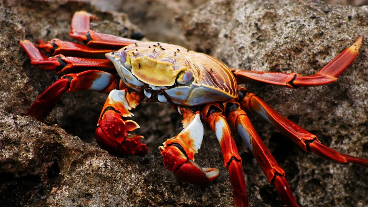 Catchers believe that overfishing led to disappearance of crabs in the ocean around Alaska. Photograph:(Others) 