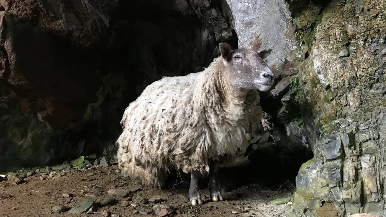  Fiona The Sheep Photograph:(X) 