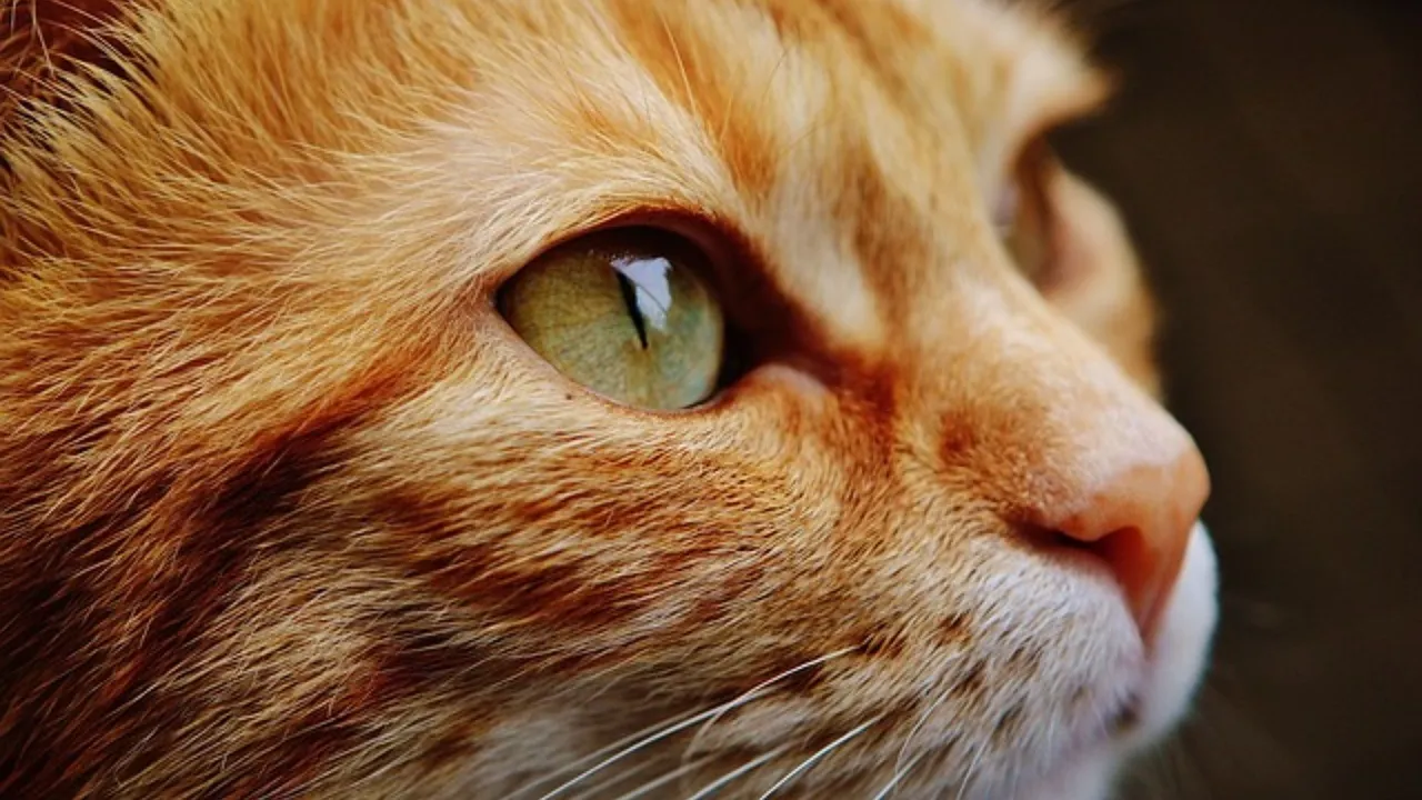  An infamous parasite primarily carried by cats, Toxoplasma gondii, could be responsible for increased frailty in older adults. (representational image) Photograph:(Others) 