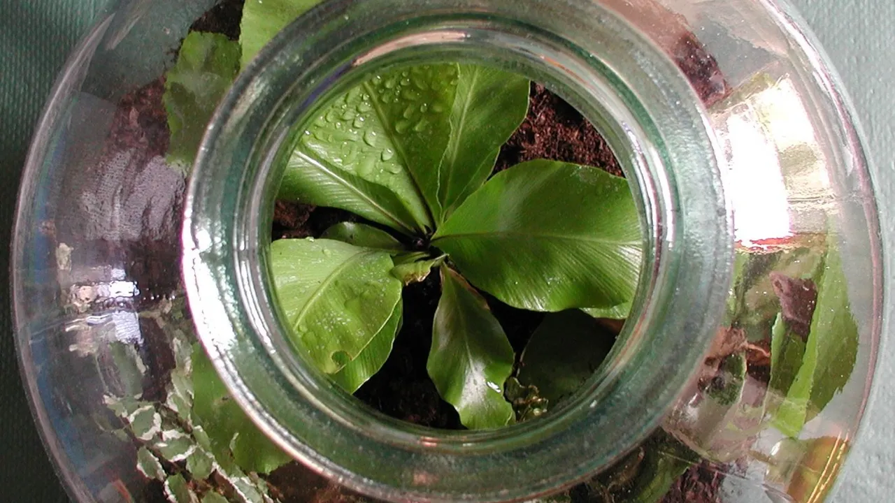  Plant growing inside a glass container (representational image) Photograph:(Others) 
