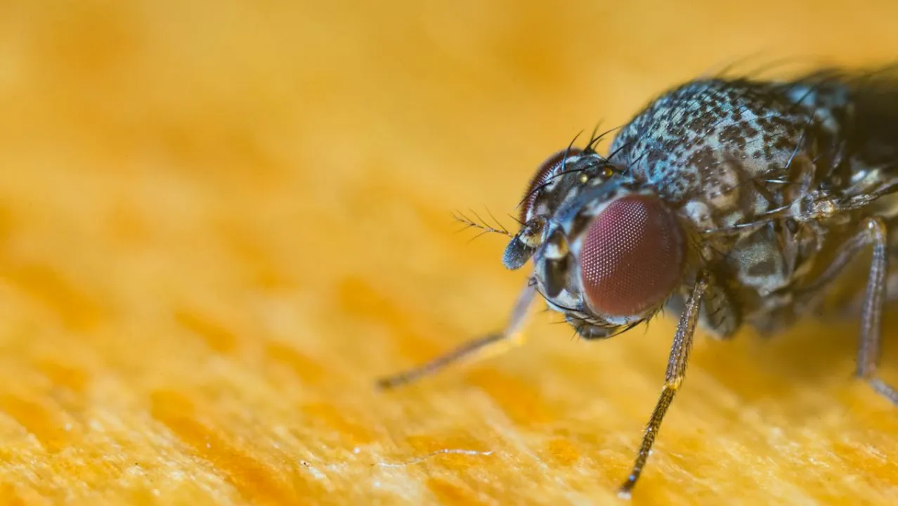  Representative image of a fly  Photograph:(X) 