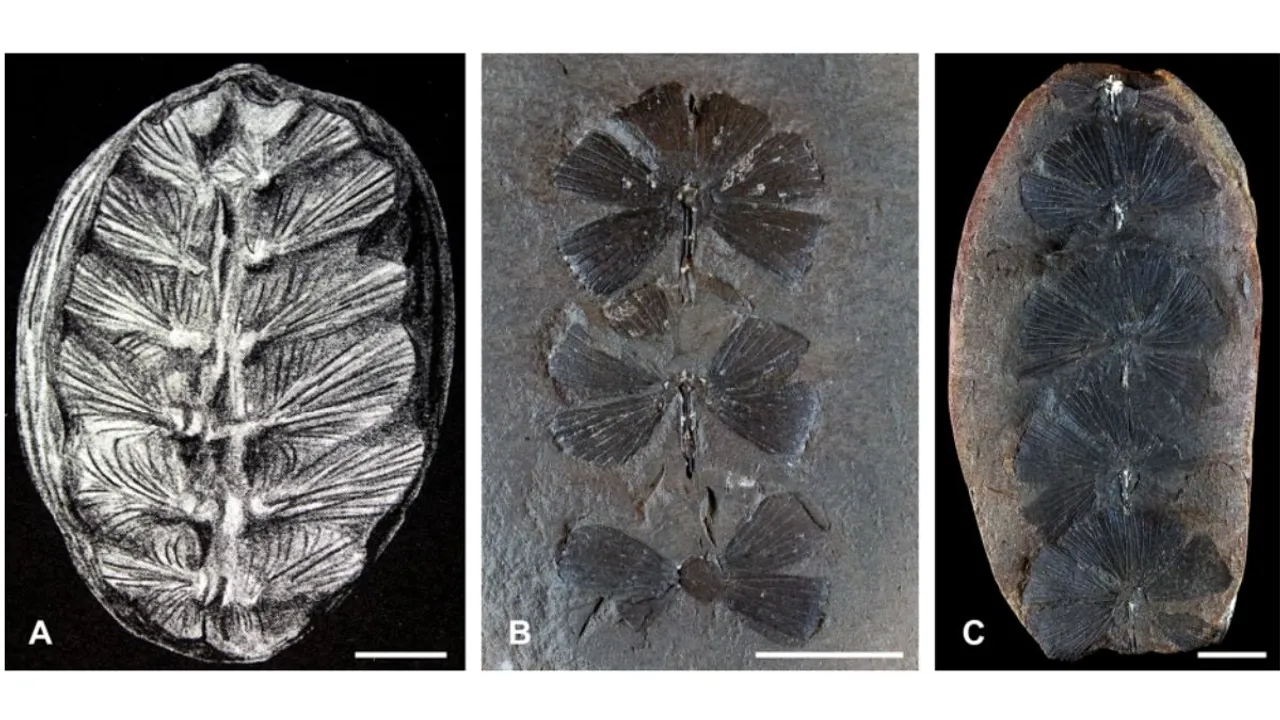  In a statement released by the Field Museum in Chicago, the study's lead author, Héctor Palma-Castro, a palaeobotany student at the National University of Colombia, said the find was "truly surprising". (Image credit: Palaeontologia Electronica) Photograph:(Others) 