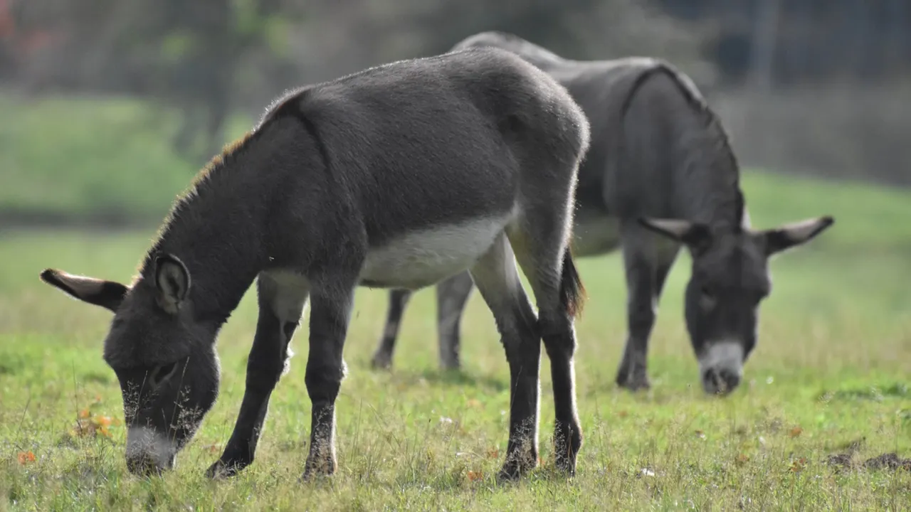  Africa and Brail are on the path to end donkey skin trade (representational image) Photograph:(Others) 