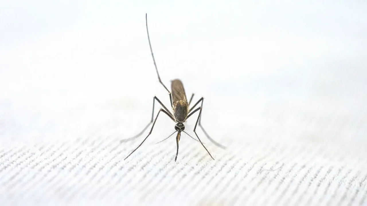  As per WHO estimates, in 2022, malaria killed 608,000 people worldwide and infected 250 million. Photograph:(Others) 