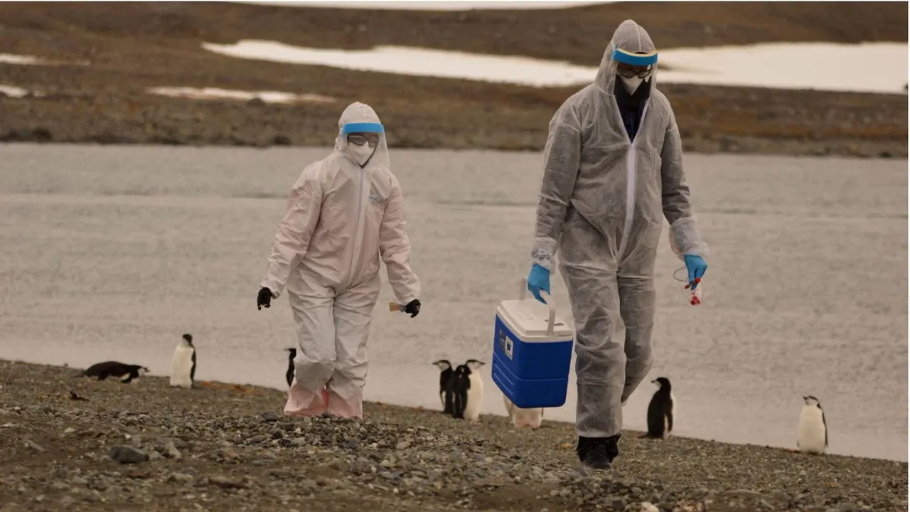  While suspicions point to H5N1, field tests were inconclusive, prompting further analysis. Samples are being sent to labs for deeper analysis as scientists grow concerned about the emergence of H5N1 in South America in 2022 and its subsequent arrival in Antarctica. Photograph:(Reuters) 