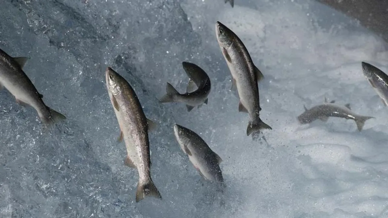  Salmon Fish Photograph:(Others) 