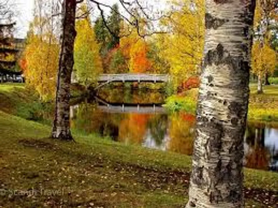  Lapland's trees Photograph:(X) 