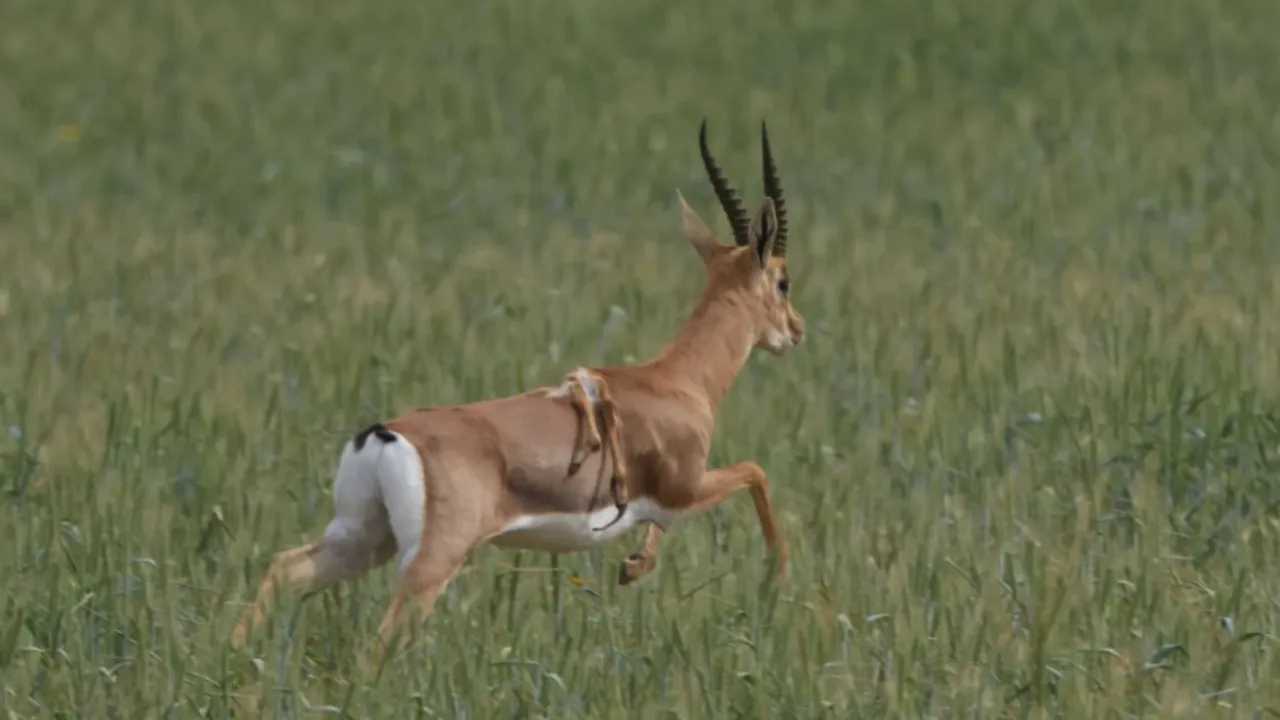    Rare Six-Legged Mountain Gazelle spotted in Israel Photograph:(X) 