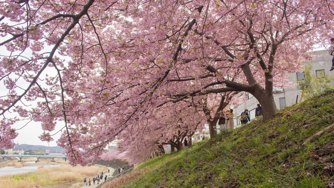  Japan's Sakura season Photograph:(Others) 