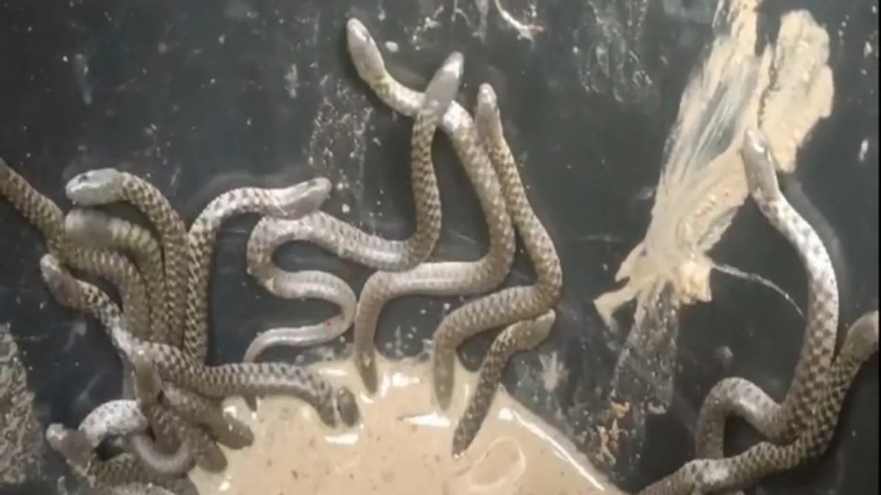  Dozens of snakes found in Assam home Photograph:(ANI) 