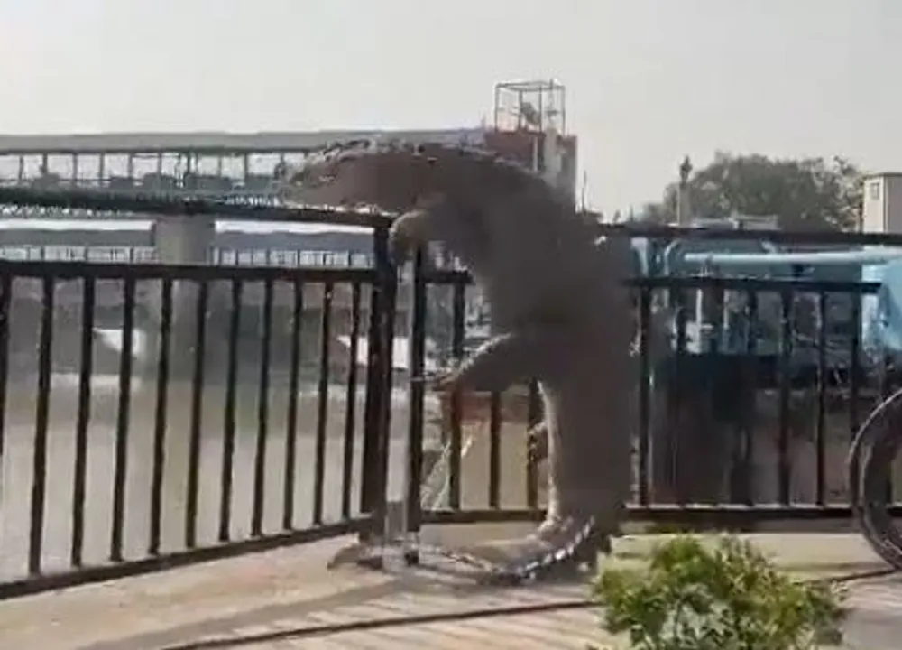  The crocodile had ventured out of the Ganga canal near Narora Ghat in UP’s Bulandshahr Photograph:(X) 