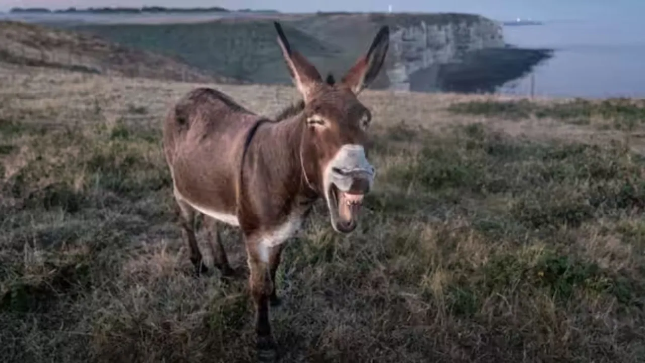  Pakistan witnesses sharp rise in donkey population during fiscal year 2023-24, shows Economic Survey Photograph:(Others) 