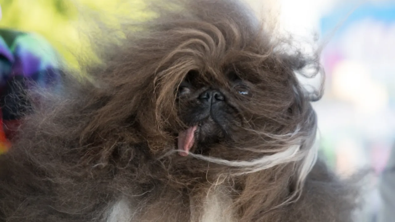  World’s Ugliest Dog Contest 2024 winner Photograph:(Others) 