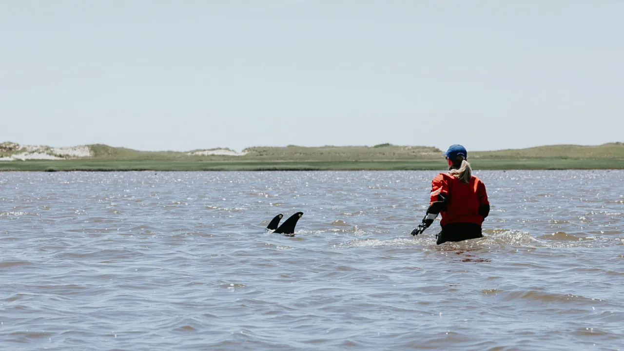  Dolphins stranded on Massachusetts beach  Photograph:(X) 