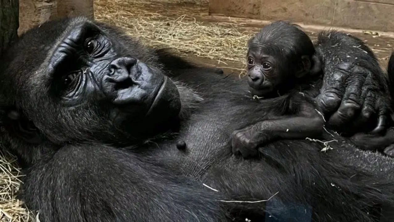  Gorillas at Columbus Zoo  Photograph:(X) 