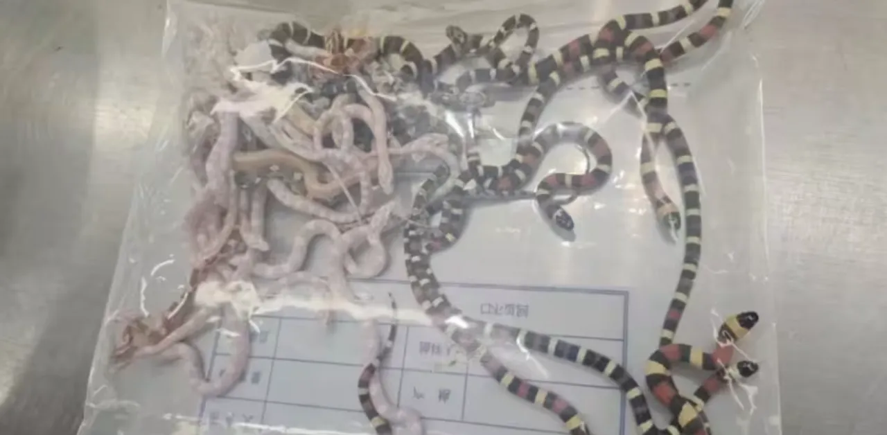  A total of 104 reptiles were recovered from the man's pocket Photograph:(Agencies) 
