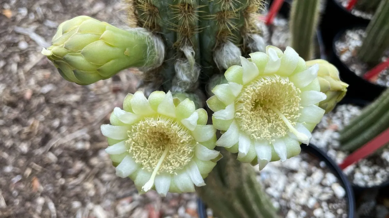  Rare cactus species extinct due to rising sea levels in US Photograph:(X) 