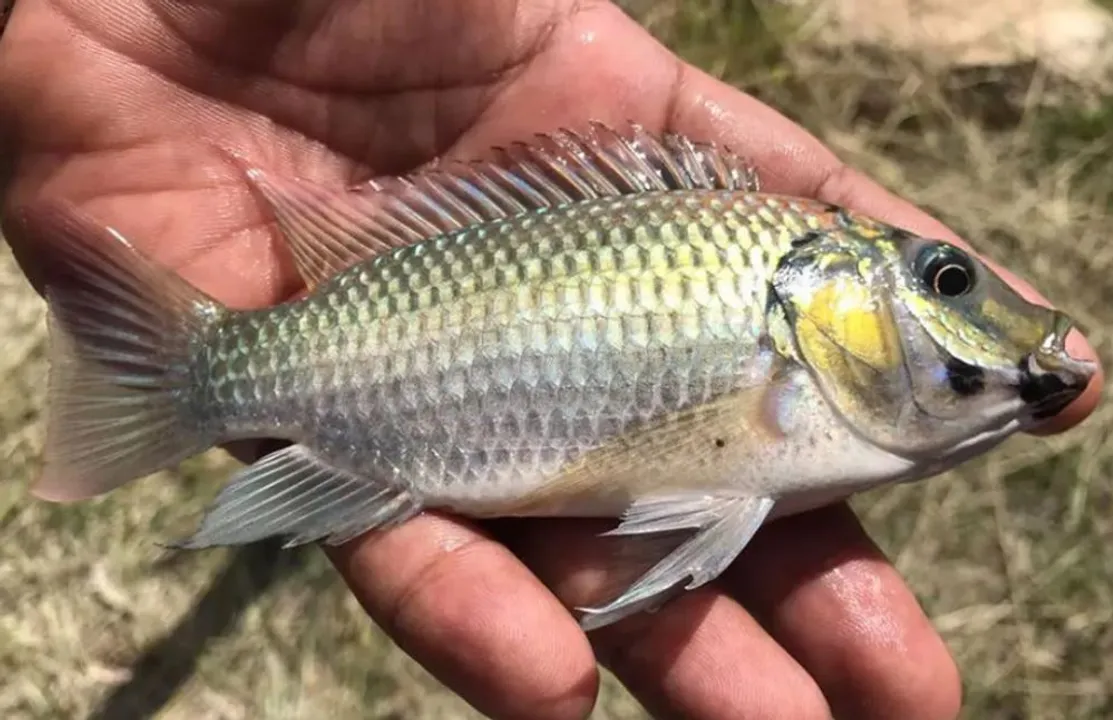  Throughout the country, the fish species could reproduce one million offspring a day Photograph:(Agencies) 