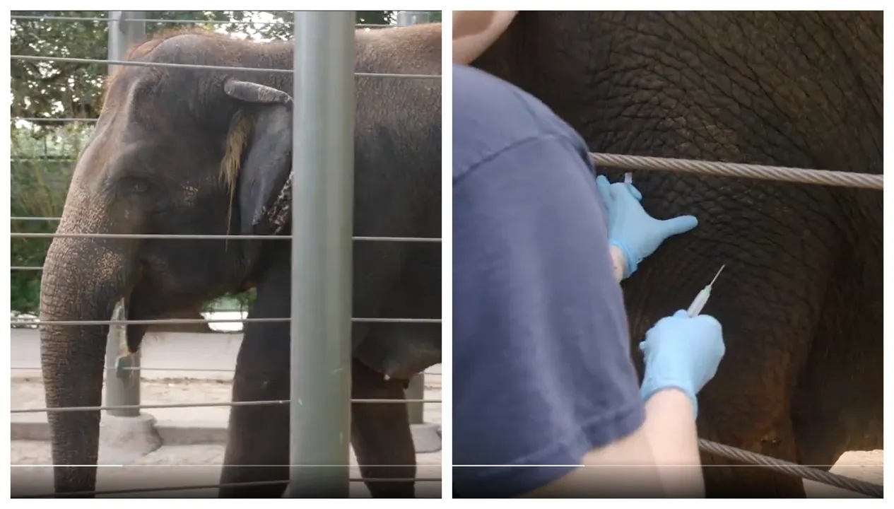  Asian elephant Tess (in picture) received the first-ever elephant herpevirus shot Photograph:(Others) 
