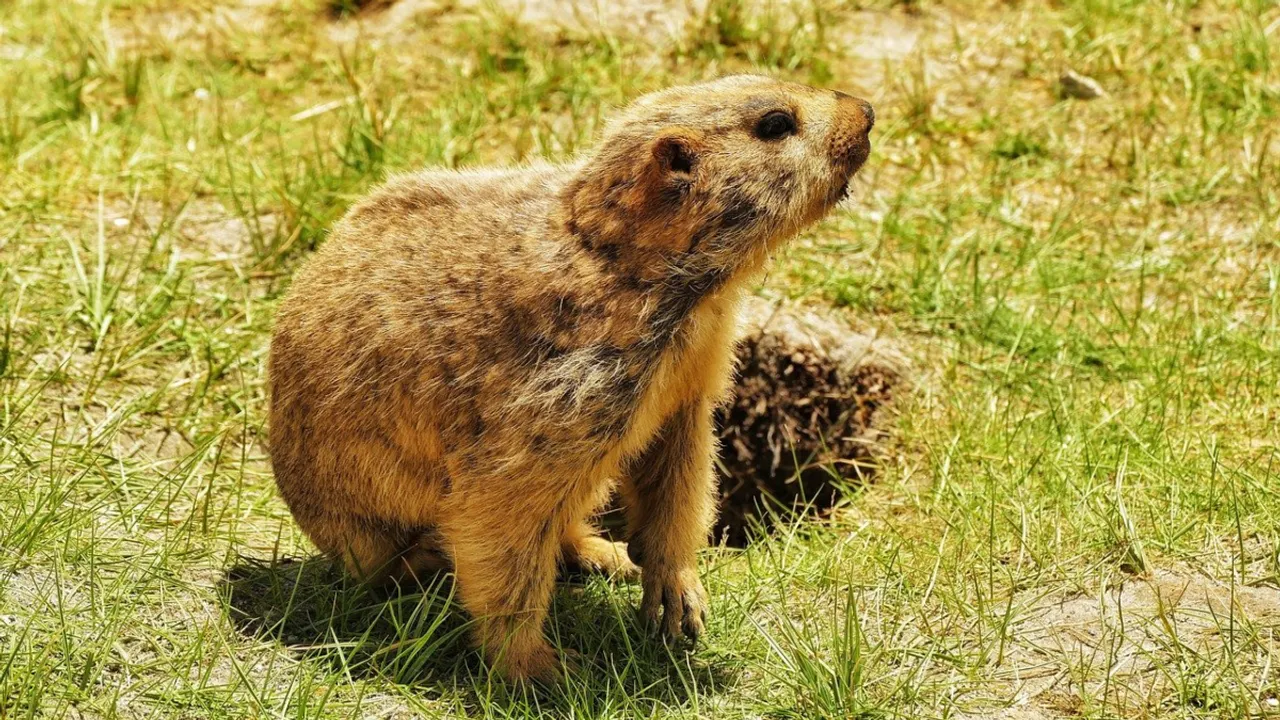  Groundhog Photograph:(Others) 