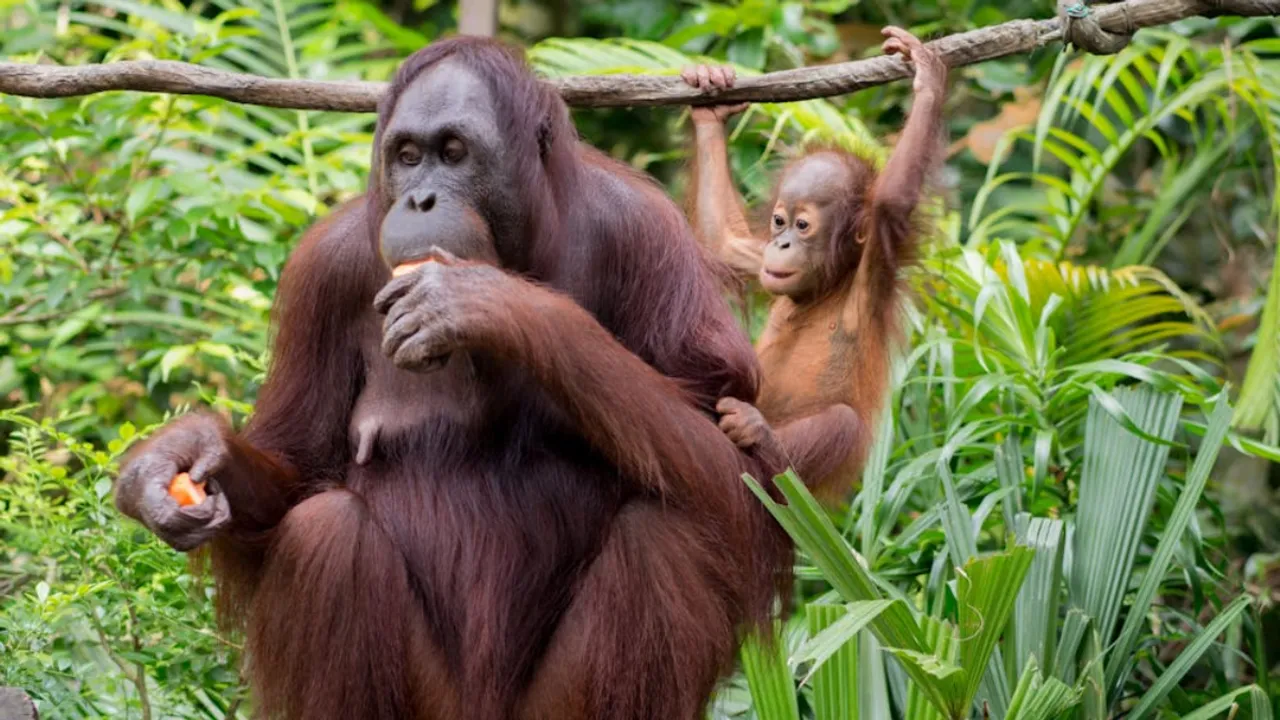  Dublin Zoo enlists breastfeeding mothers to help orangutan mother  Photograph:(Others) 