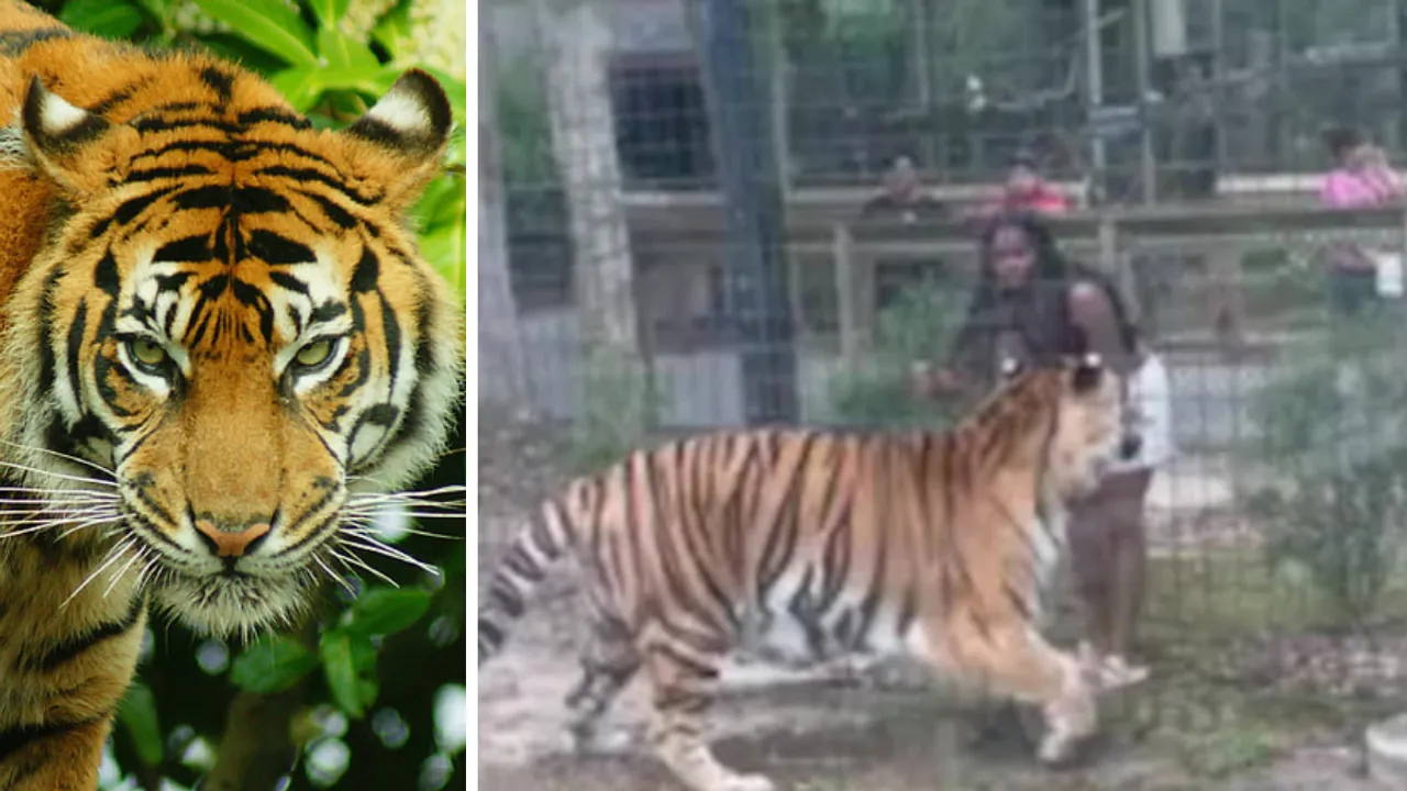  Screengrab of the video of woman disturbing the tiger in fence. Photograph:(Others) 