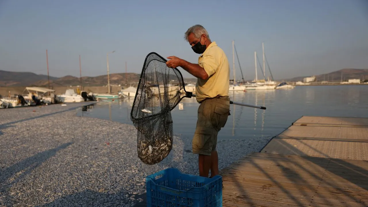  Dead fish wash up on Volos port Photograph:(Reuters) 