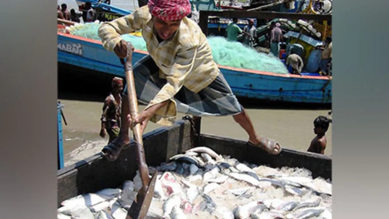  Representative Image of hilsa fish  Photograph:(ANI) 
