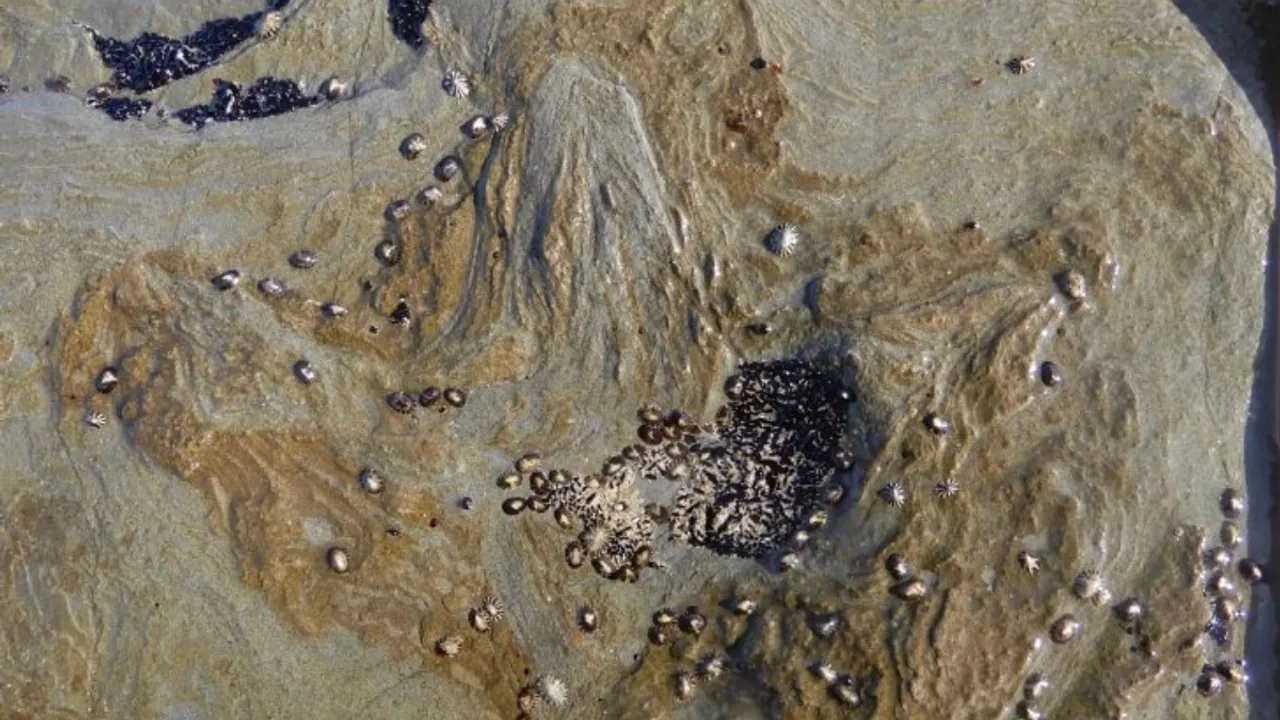  Dinosaur tracks Photograph:(Others) 