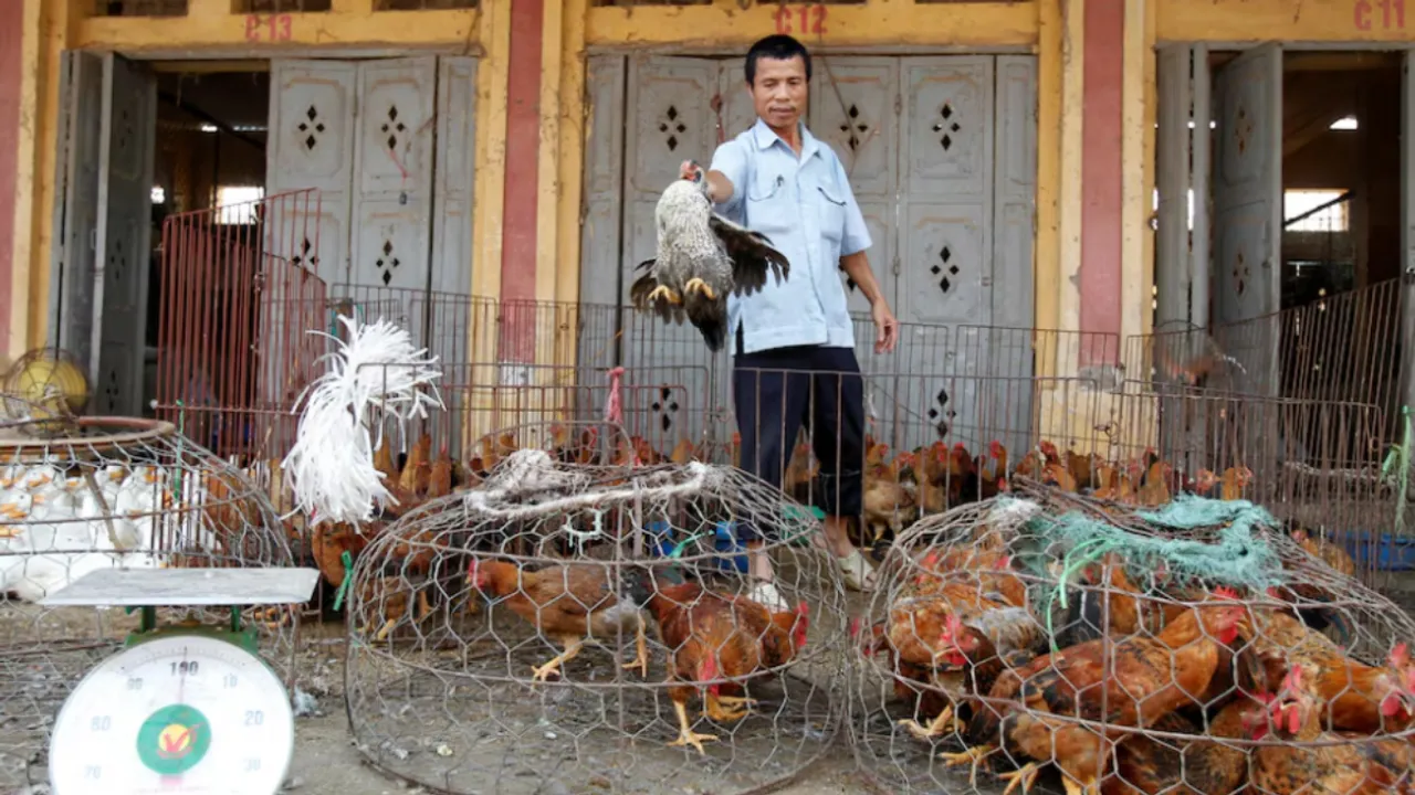  A man throws a hen into a cage at a wholesale poultry market in Ha Vy village, outside Hanoi Photograph:(Reuters) 