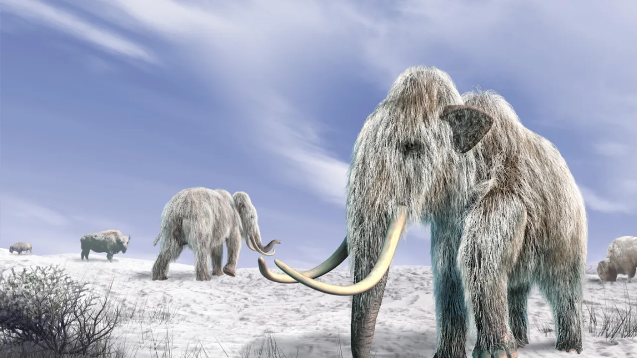  Woolly mammoth Photograph:(Others) 