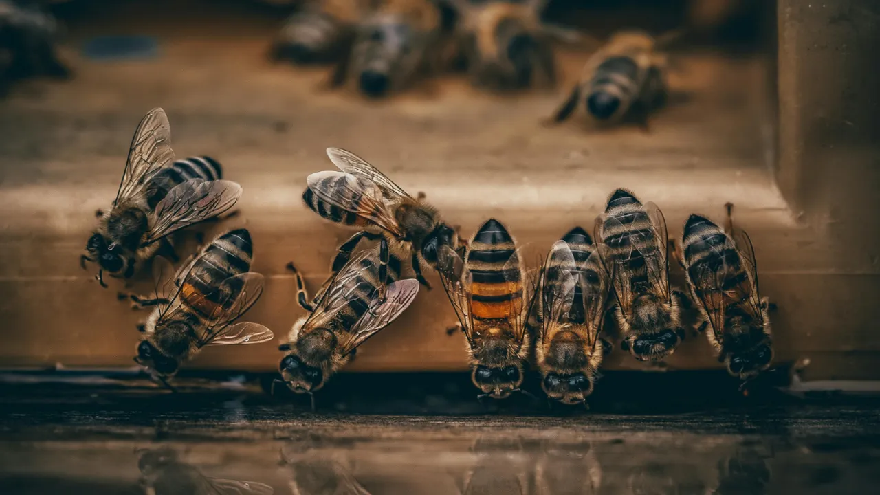  Bees get stressed Photograph:(Others) 