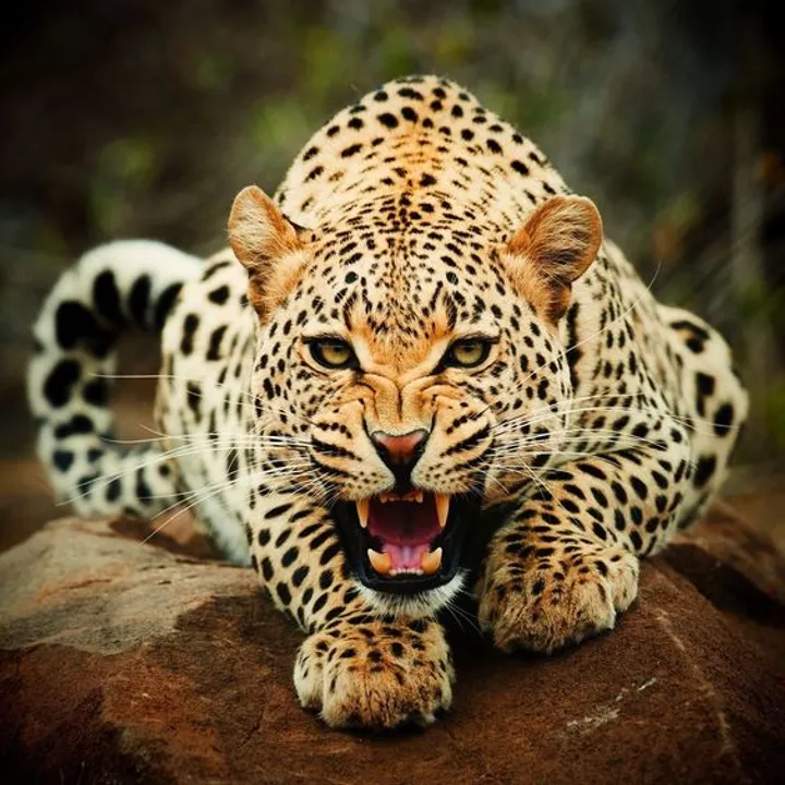  Leopard attack claims life of 40-year-old woman in Pune Photograph:(Others) 