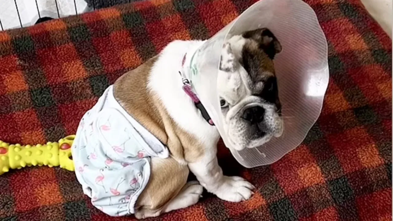  Image of five-month-old Bulldog named Lucky. Photograph:(Others) 