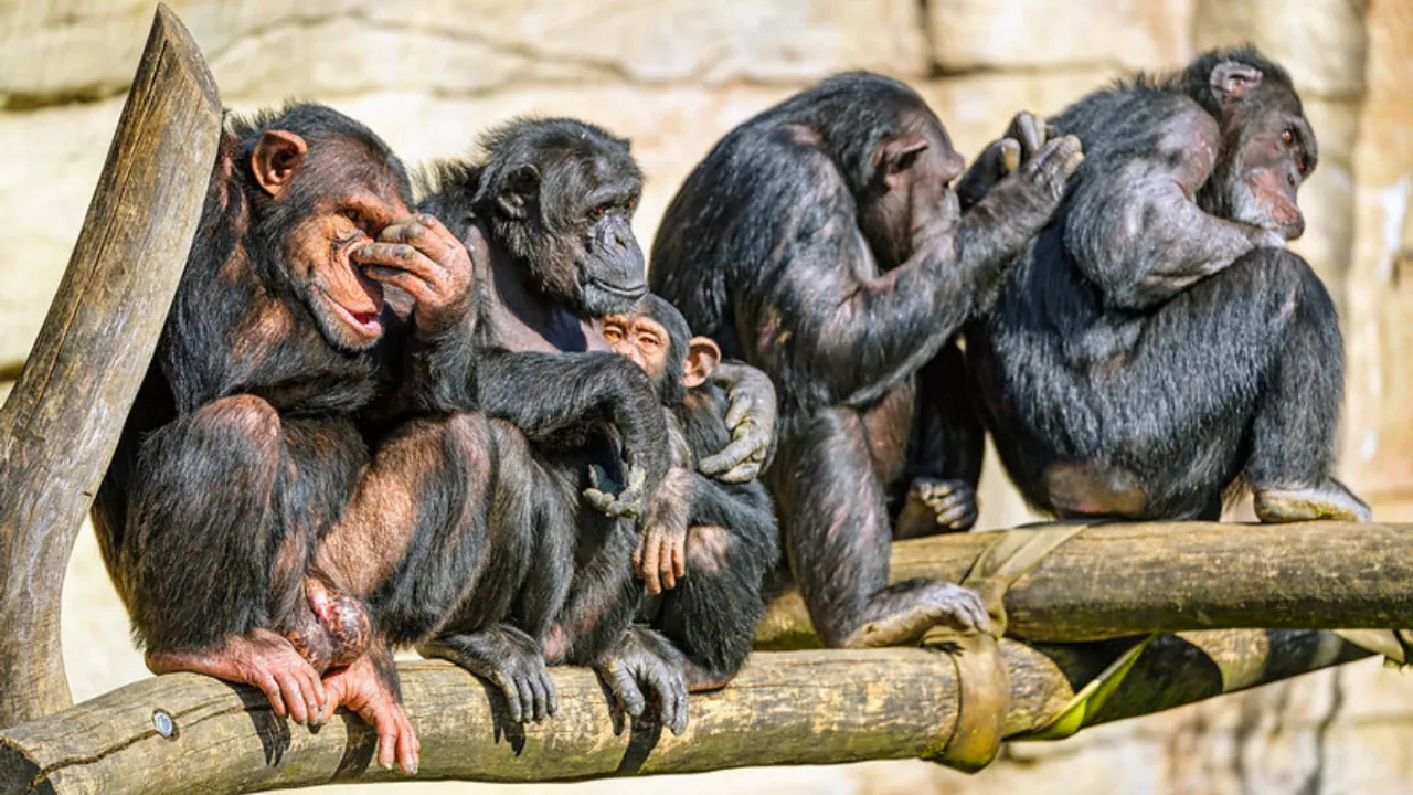  Chimpanzees sit together Photograph:(Others) 