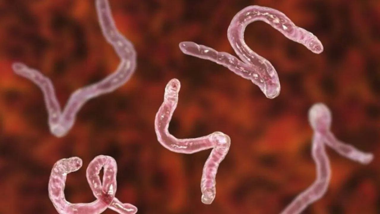  Representational image of tapeworms. Photograph:(Others) 