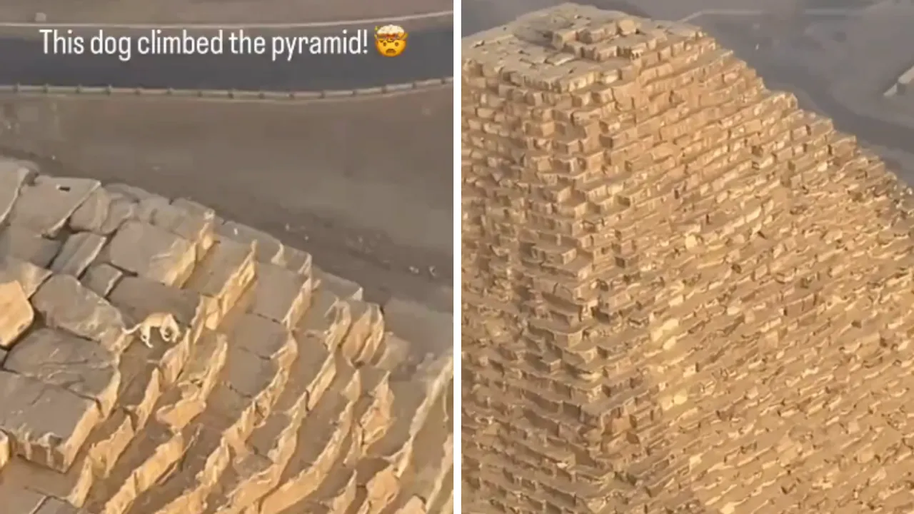  Image of the dog walking above the Great Pyramid of Giza. Photograph:(Others) 