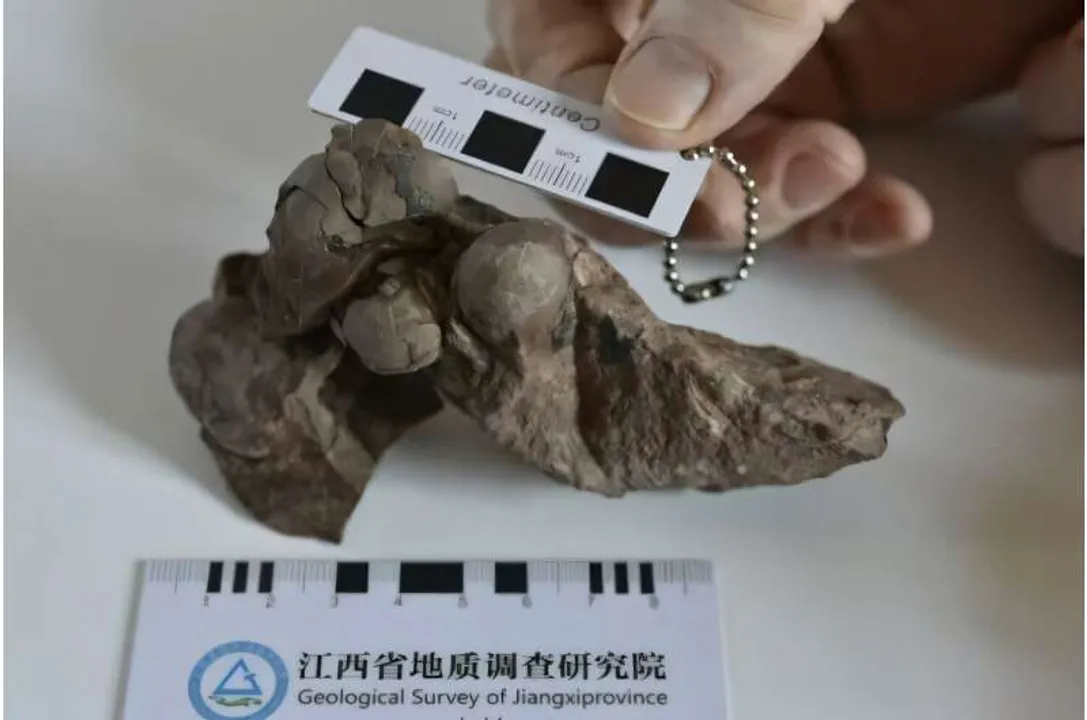  Image of fossilised dinosaur eggs. (Courtesy: China University of Geosciences) Photograph:(Others) 