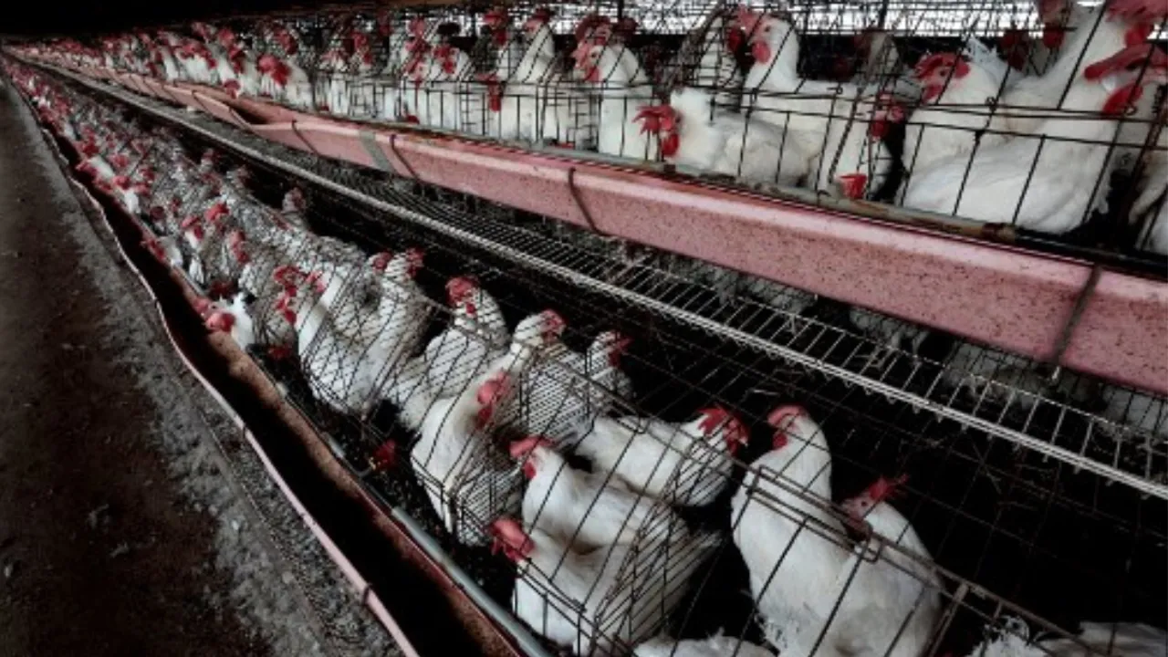 Canada bird flu case Photograph:(AFP) 