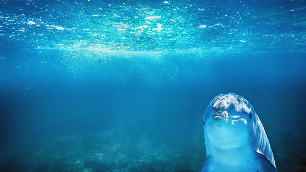  Representational image of dolphins. Photograph:(Others) 