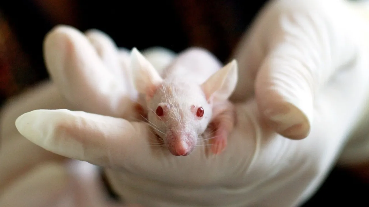  Representational image of mouse. Photograph:(Others) 